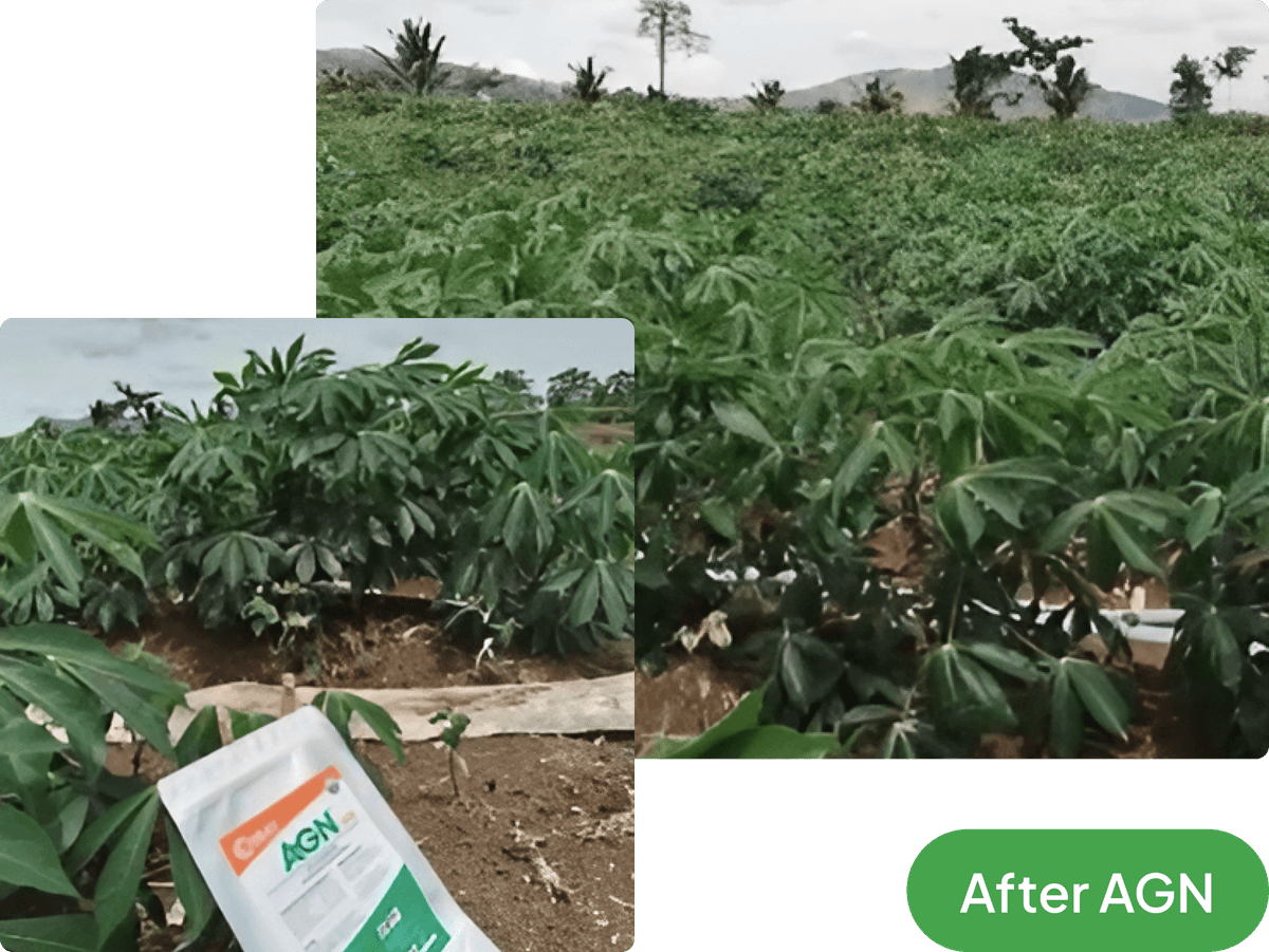 agn-treated-casava-2