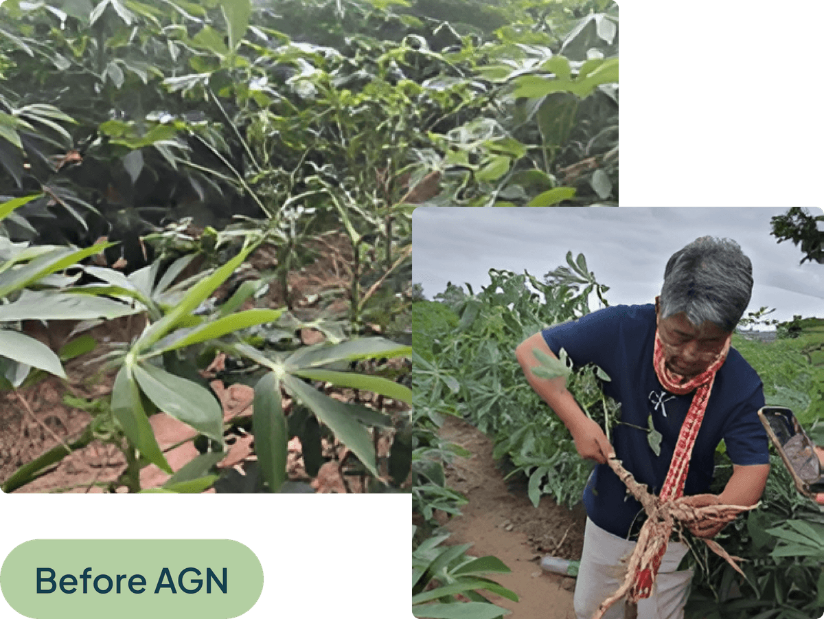 agn-treated-casava