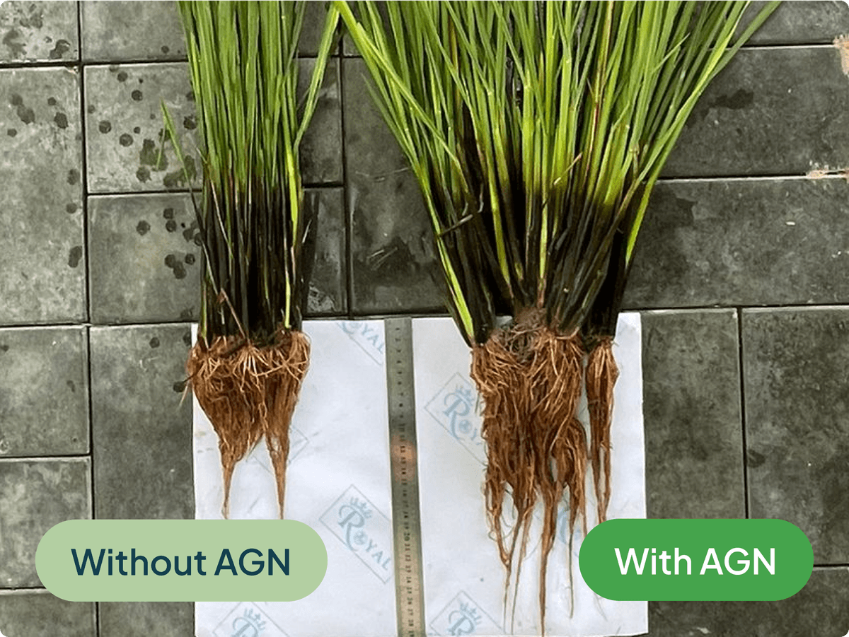 agn-treatment-boosts-yield