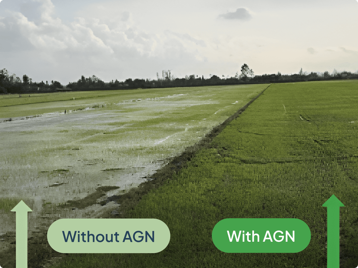 consistent-rice-yield