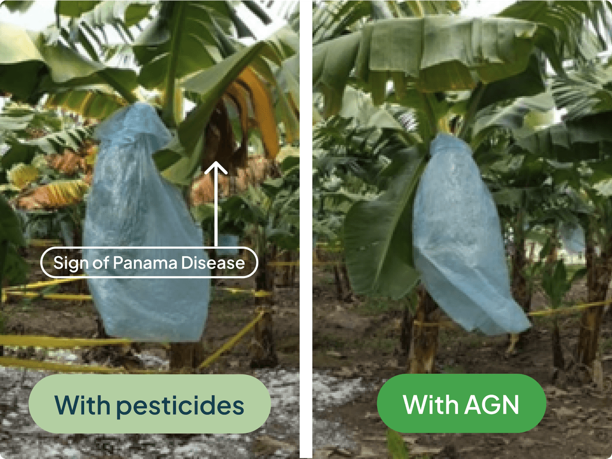 agn-treated-bananas