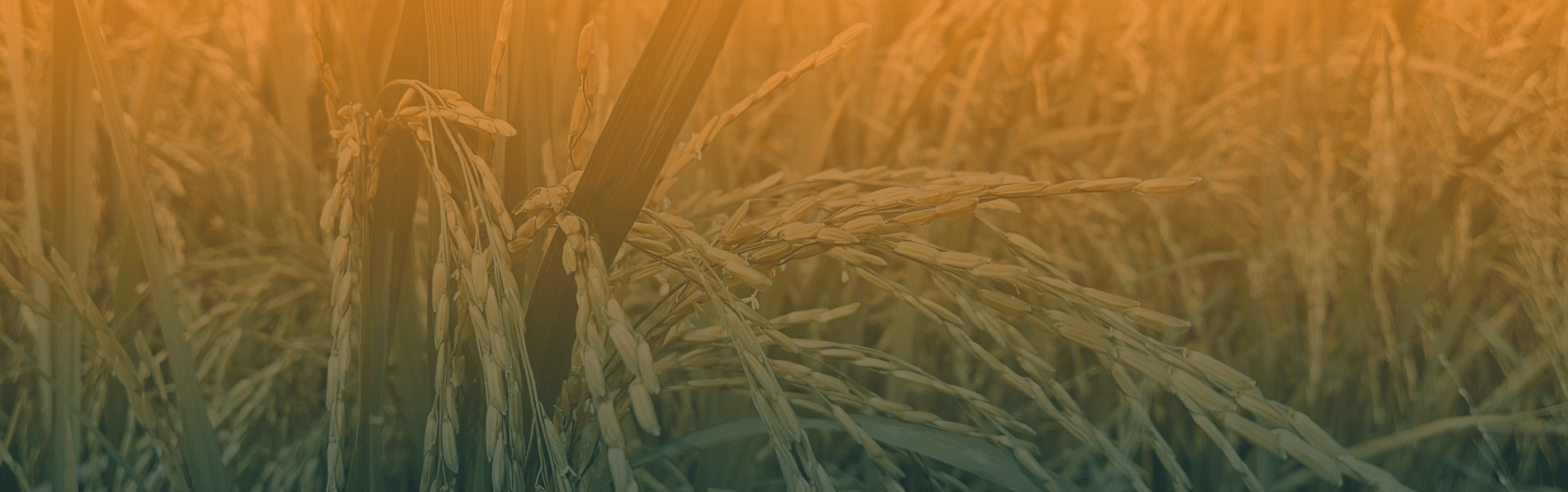 CTA-Background