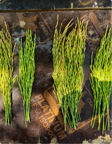 boosting-yield