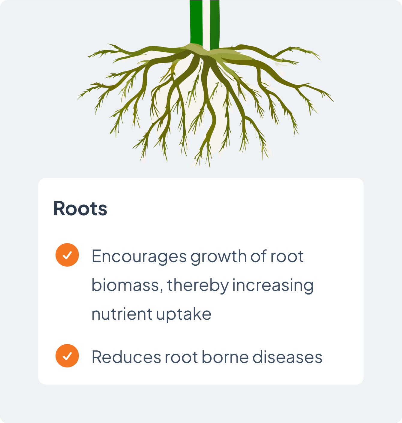 roots