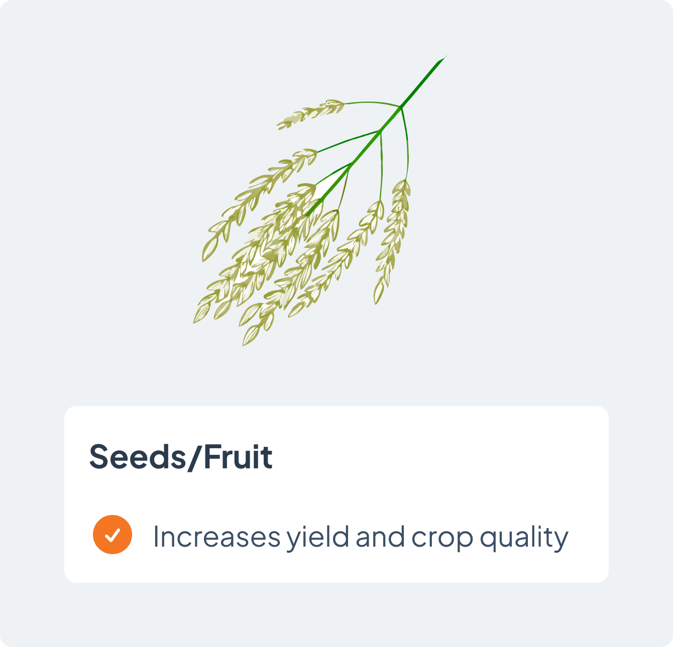 seeds