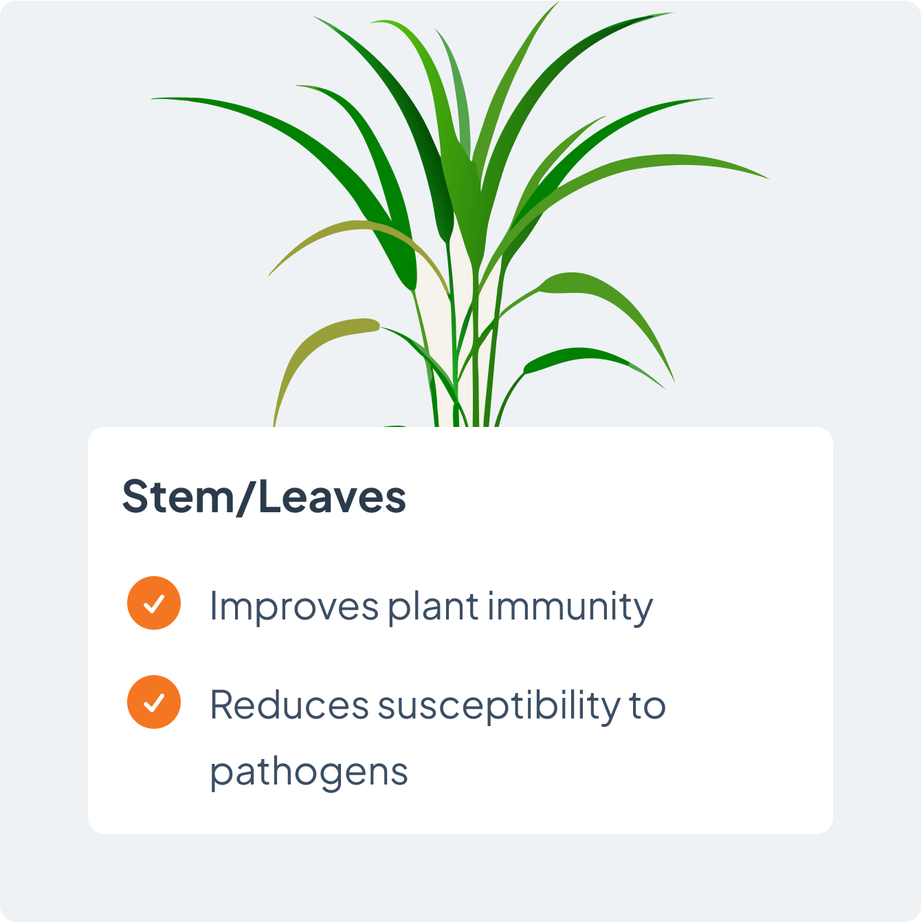 stem